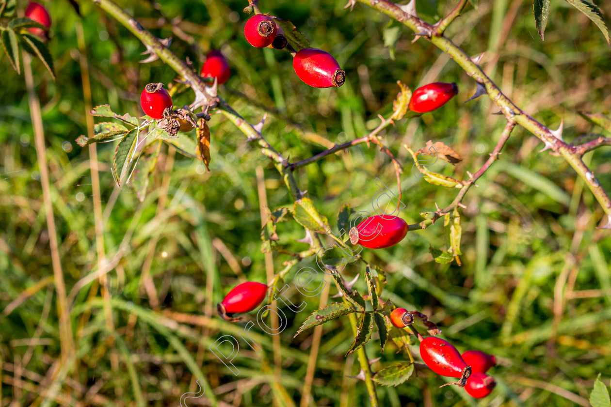 Rose Hips DW-001 
 Rose Hips