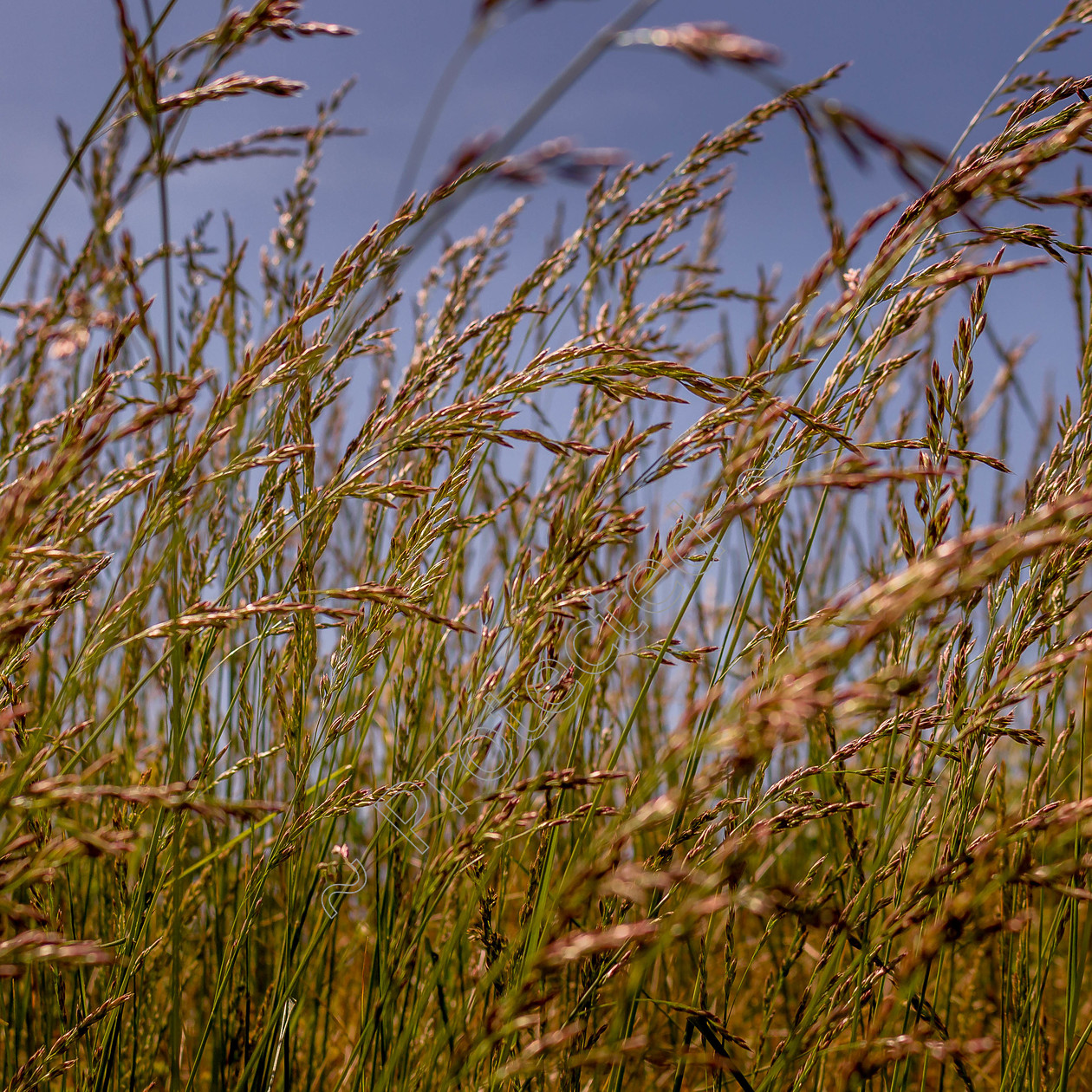 Golden-Grasses-DW-0039