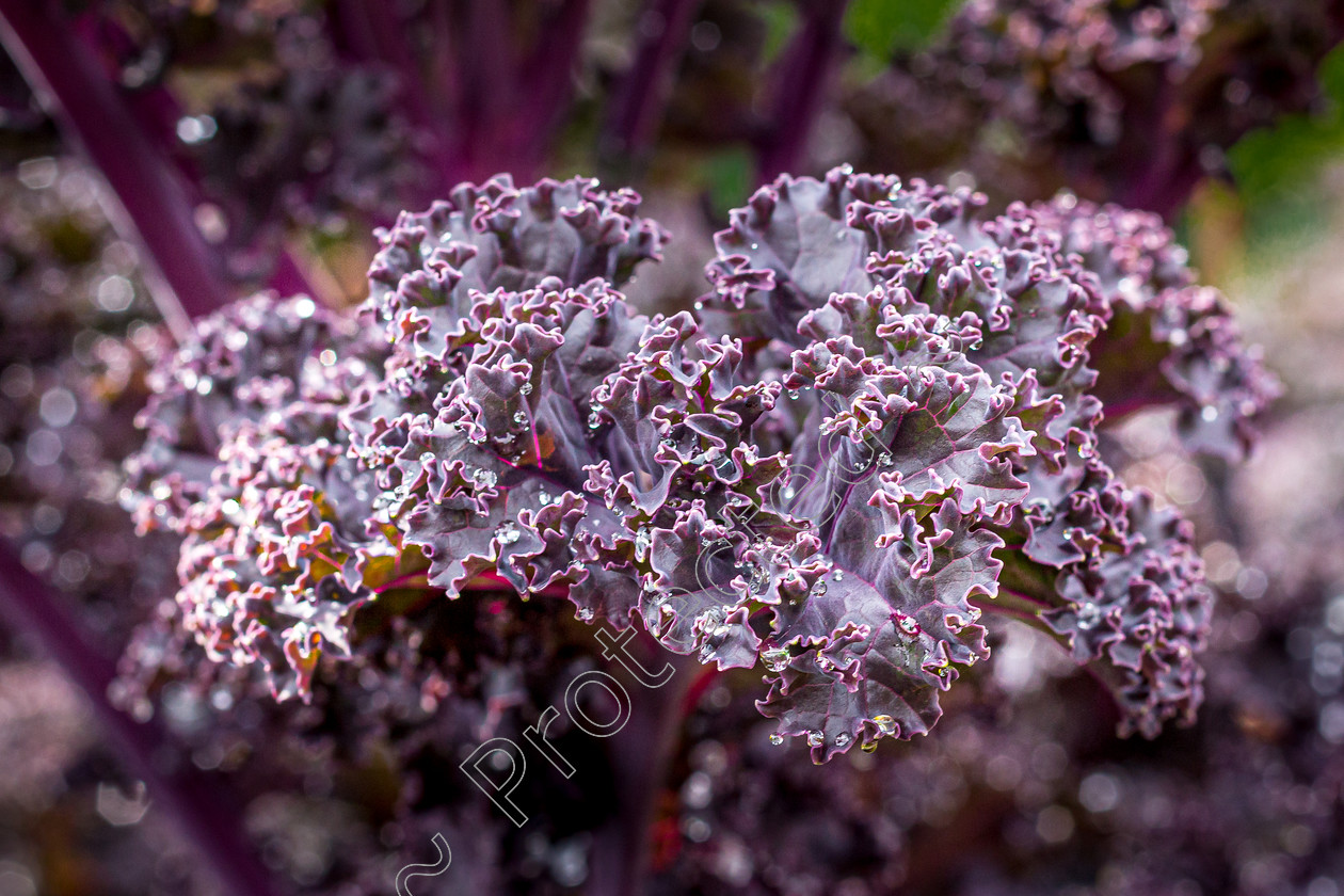 Cabbage-and-Droplets-DW-0024